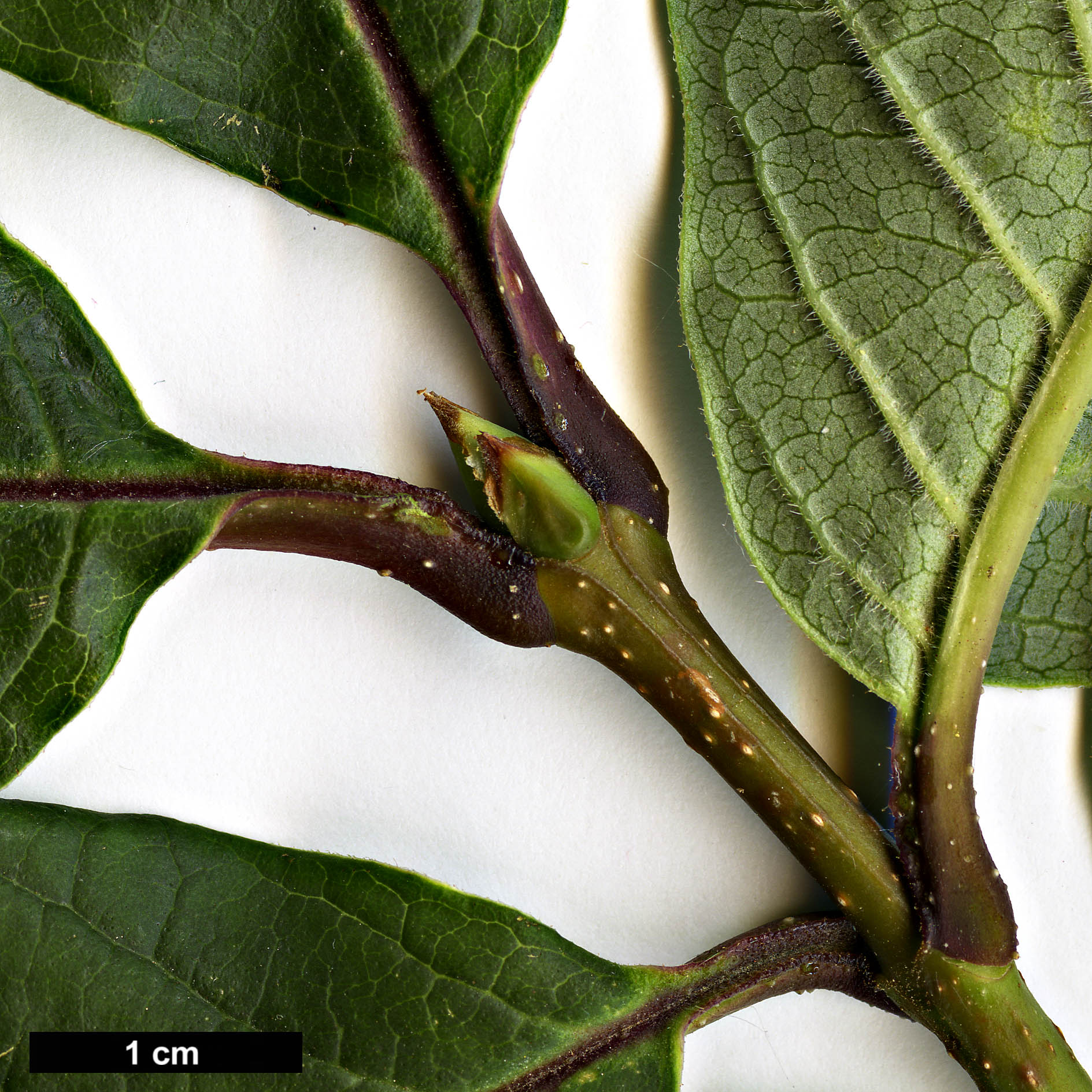 High resolution image: Family: Oleaceae - Genus: Syringa - Taxon: villosa - SpeciesSub: subsp. wolfii